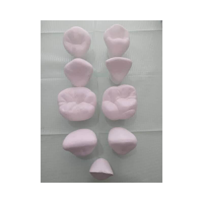 MACROMODELOS DE YESO ADULTO